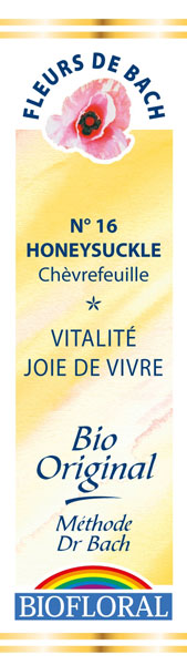 Honeysuckle - chevrefeuille - fleur de bach n°16