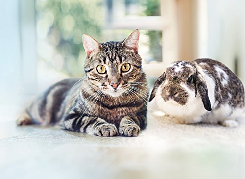 Advantage 40 Chat de 1 a 4 kg 6 pipettes