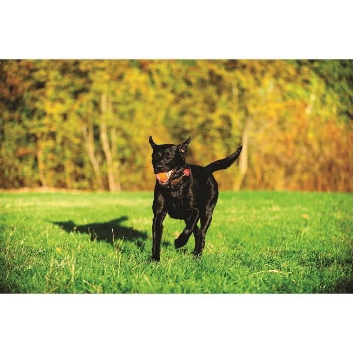 Ultra Ball De Chuckit! Le Balle Resistante Et Polyvalente Pour Chien 2 Balles En Caoutchouc Ø 6.5 Cm