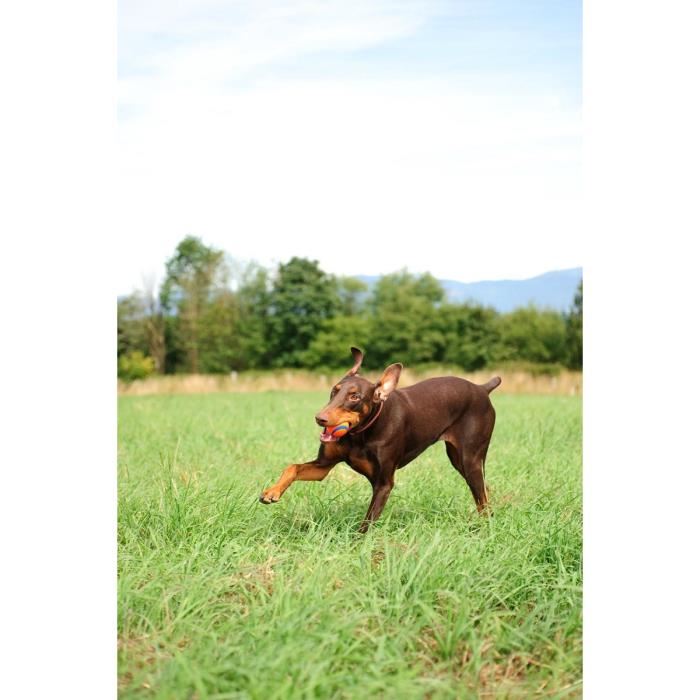 Ultra Ball De Chuckit! Le Balle Resistante Et Polyvalente Pour Chien 2 Balles En Caoutchouc Ø 6.5 Cm
