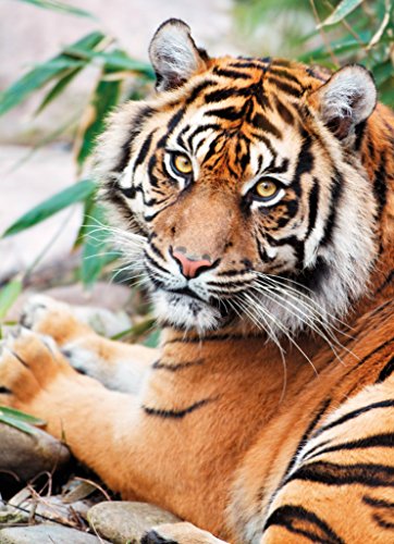 Puzzle 1000 Pieces - Clementoni - Tigre De Sumatra - Multicolore - 69x50 Cm - Pour Adultes