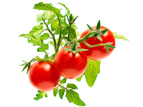 Emsa Lot De 3 Capsules Mini Tomates Click&grow
