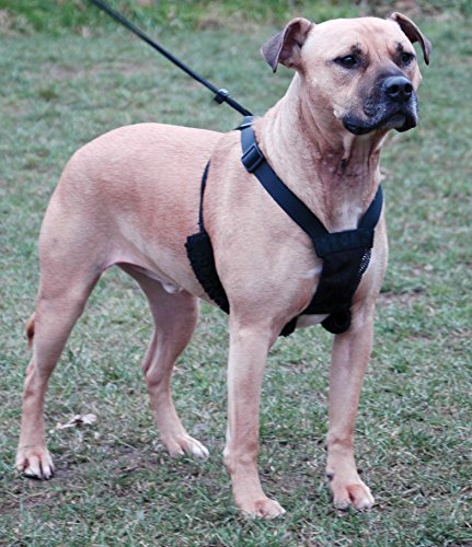 Company Of Animals Harnais Non Pull L 43-60 Cm Noir