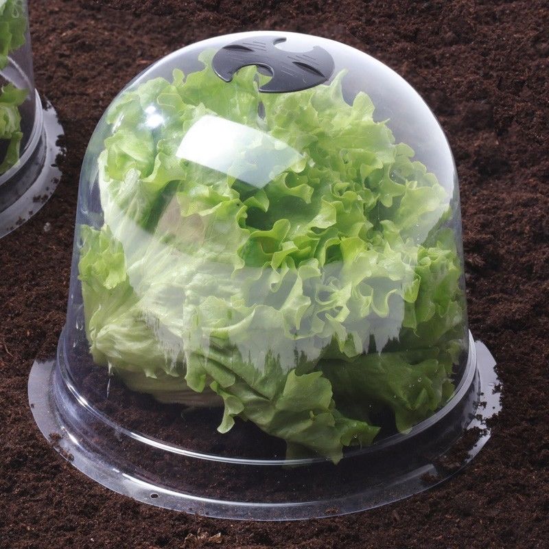 Cloches A Salades Plastique - Lot De 6