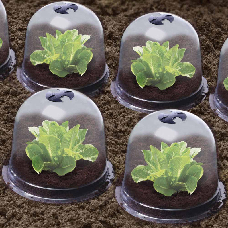 Cloches A Salades Plastique - Lot De 6