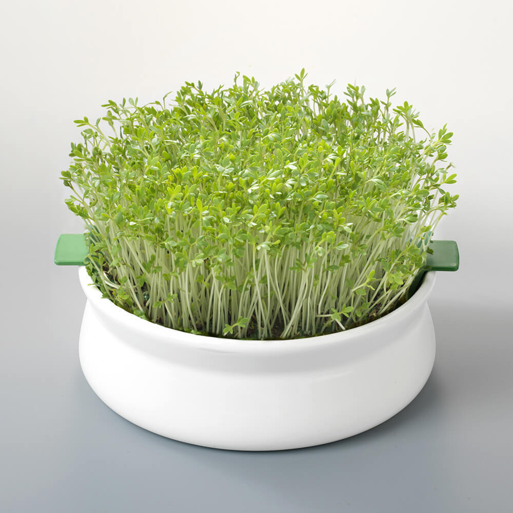 Germline Accessoires Coupelle De Germination