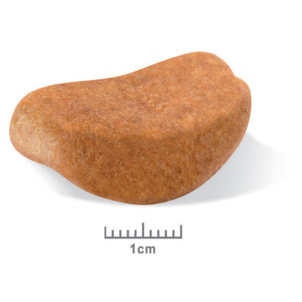 Croquettes Royal Canin Rottweiler 26 Adulte Sac 12 Kg Grand Chien