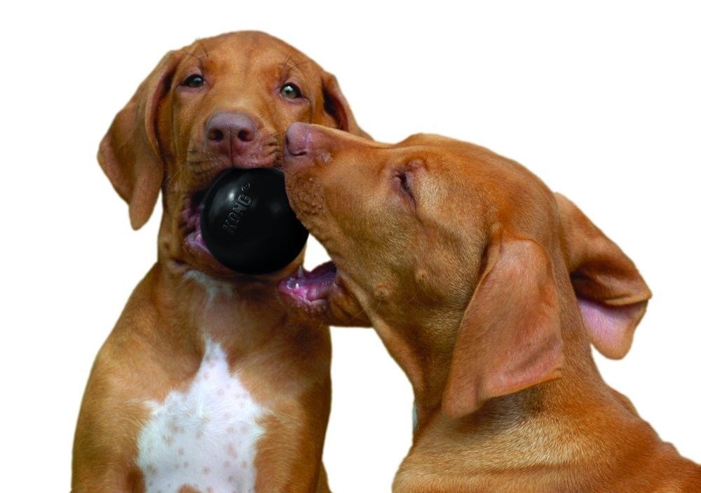 Jouet Pour Chien Kong Balle Extreme Caoutchouc Durable Taille Ml Couleur Noire