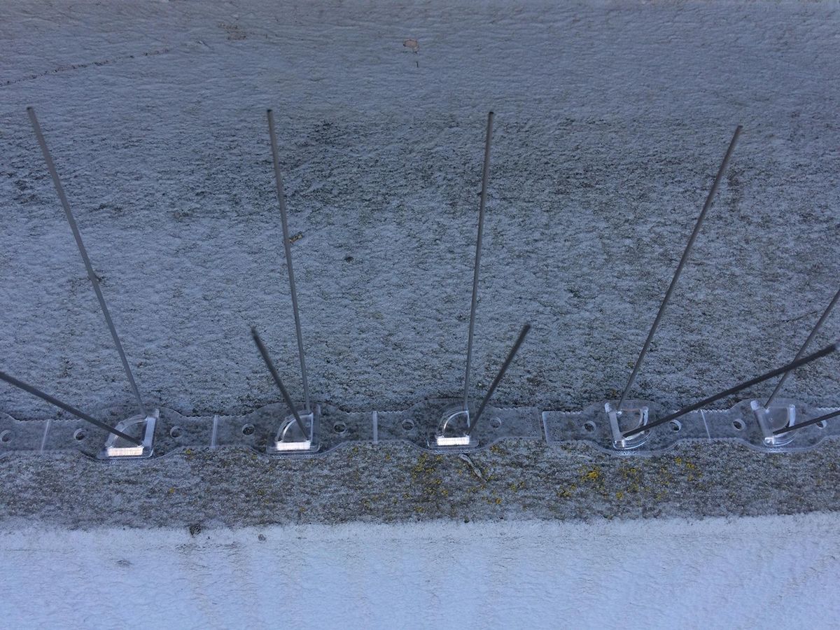 Piege Antipigeons Caussade