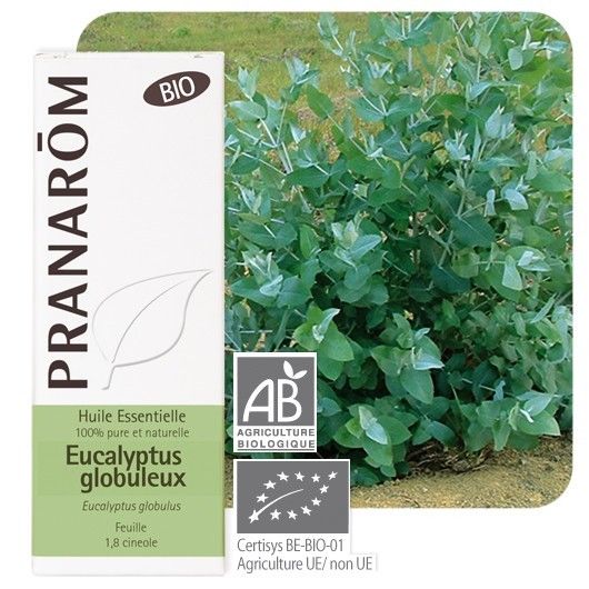 Eucalyptus Globuleux (eucalyptus Globulus) Bio
