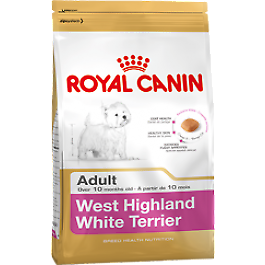 West Highland Terrier Westie Adulte 15 Kg