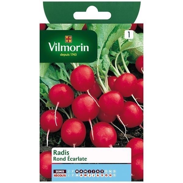 Radis rond ecarlate