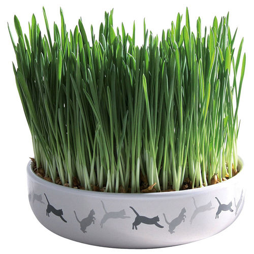 Ecuelle en ceramique avec herbe a chats
