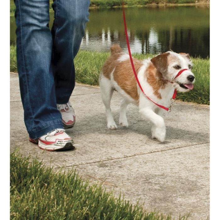 Easy Walk Licol Chien Rouge S