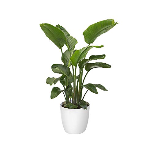 Elho Brussels Pot De Fleurs Rond Roues 40 Blanc O 39 X H 37 Cm Interieur 100 Recycle