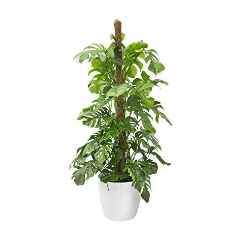 Elho Brussels Pot De Fleurs Rond Roues 40 Blanc O 39 X H 37 Cm Interieur 100 Recycle