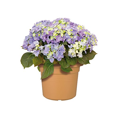 Elho Pot De Fleurs Green Basics Cilinder A 438 X H 338cm Terre Cuite Doux