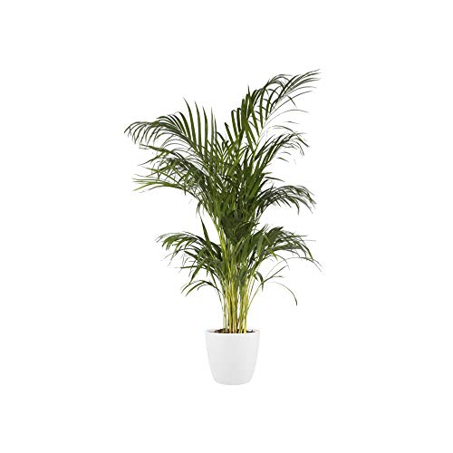 Pot De Fleurs - Brussels - Plastique - Blanc - Rond - Ø24 3xh23 2cm - 100% Recycle - Elho