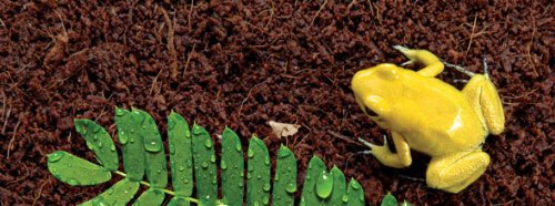 Exoterra Substrat Brique Fibre de Coco p...