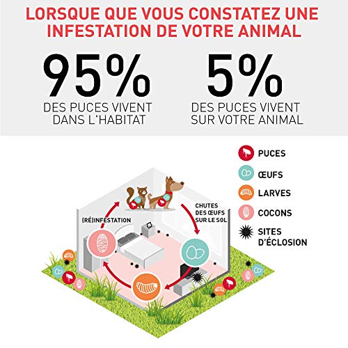 Frontline Combo Chat Anti Puces Et Anti Tiques Pour Chat 6 Pipettes