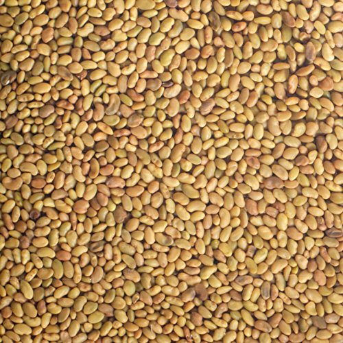 Graines a germer Alfalfa Germline