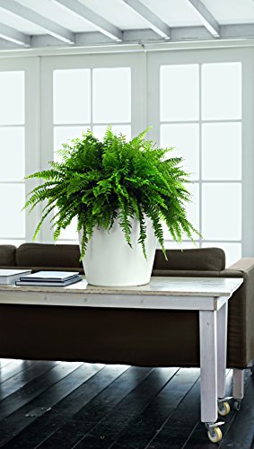 Lechuza Classico Pot de fleurs avec syst...