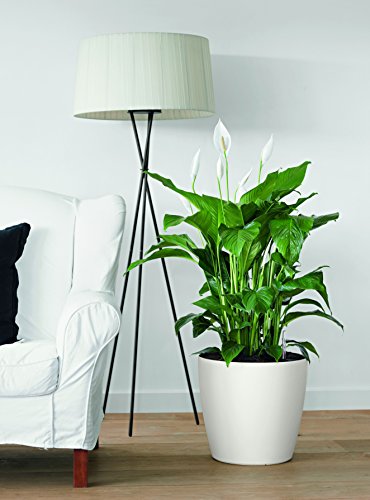 Lechuza Pot De Fleurs - Classico Color 28 - Ø 28 X 26 - Kit Complet - Blanc - 9 L