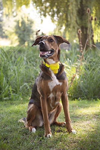 Canibeep Pro - Collier De Reperage Sonore / Beeper Numaxes