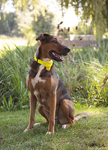 Canibeep Pro - Collier De Reperage Sonore / Beeper Numaxes