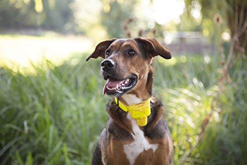 Canibeep Pro - Collier De Reperage Sonore / Beeper Numaxes