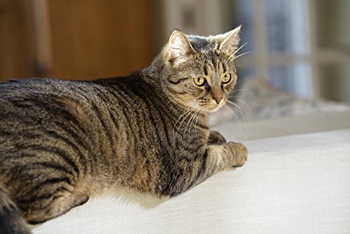 Petsafe - Porte Pour Animaux Conditions Climatiques Extremes - Tres Isolante - Avec Panneau De Fermeture - Petite Taille S