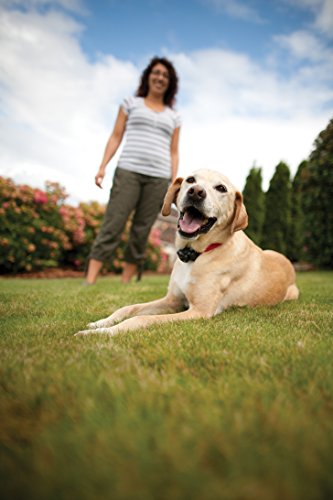 Petsafe - Systeme De Clôture Anti-fugue Avec Fil Pour Chien De Plus 36 Kg ? Avertissement Sonore/electrostatiquefacile A