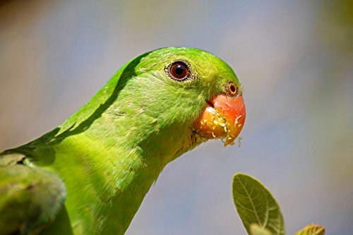 TAMRON AF 70-300 mm/f4-5.6 DiII LD Macro 1/2 CANON - Pour appareil photo numerique Reflex