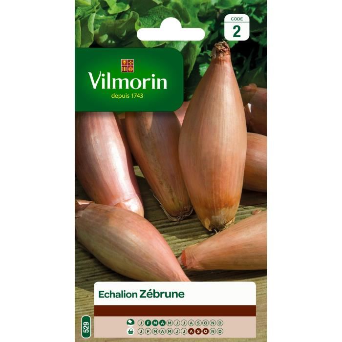 Oignon - Vilmorin - Echalion Zebrune - Rouge - Plante Potagere - Comestible