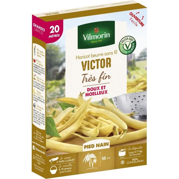 Semences pour haricot nain de la variete victor - 20 m