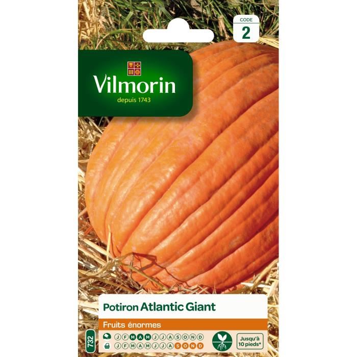 VILMORIN Potiron Atlantic Giant fruits enormes